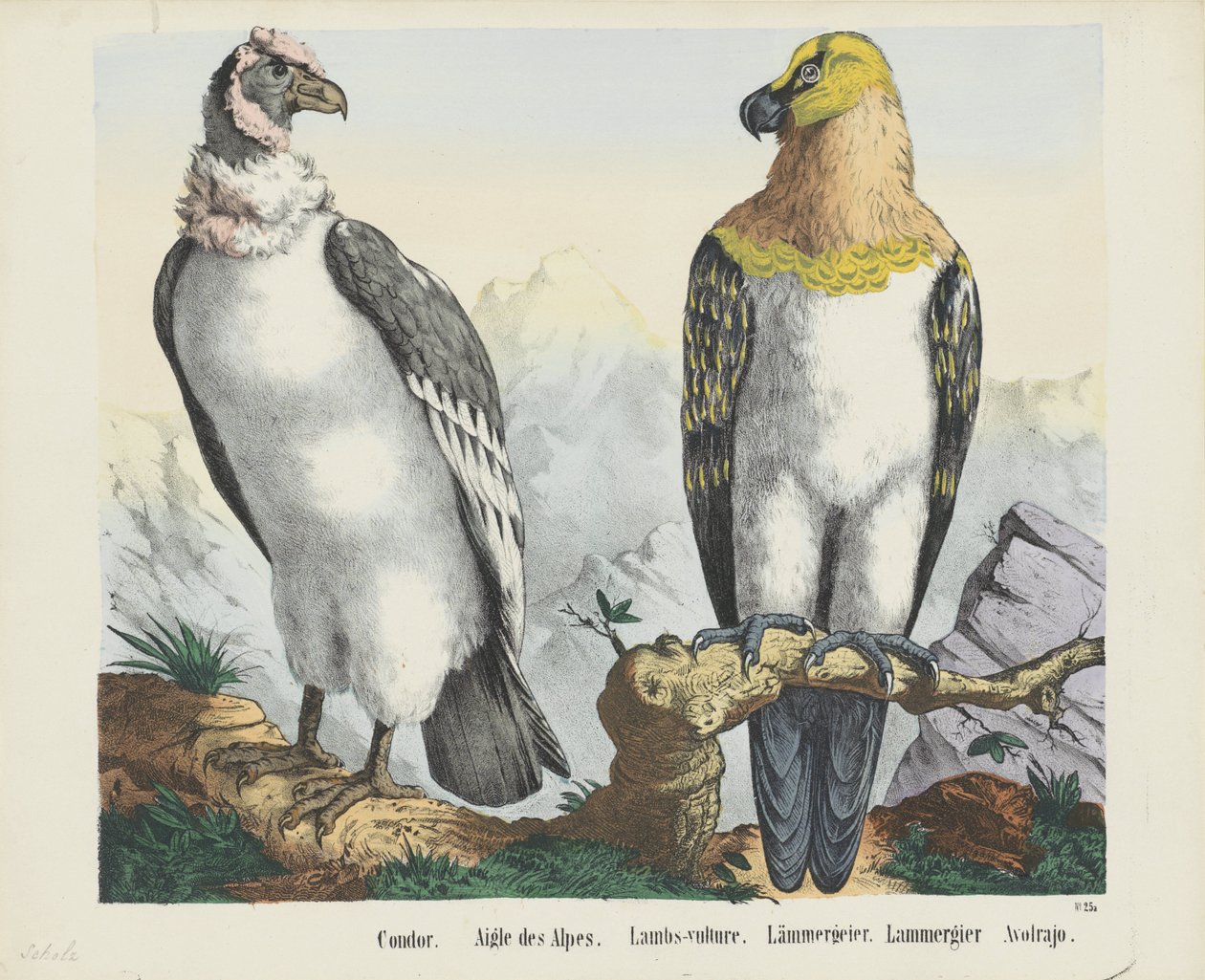 Condor door firma Joseph Scholz