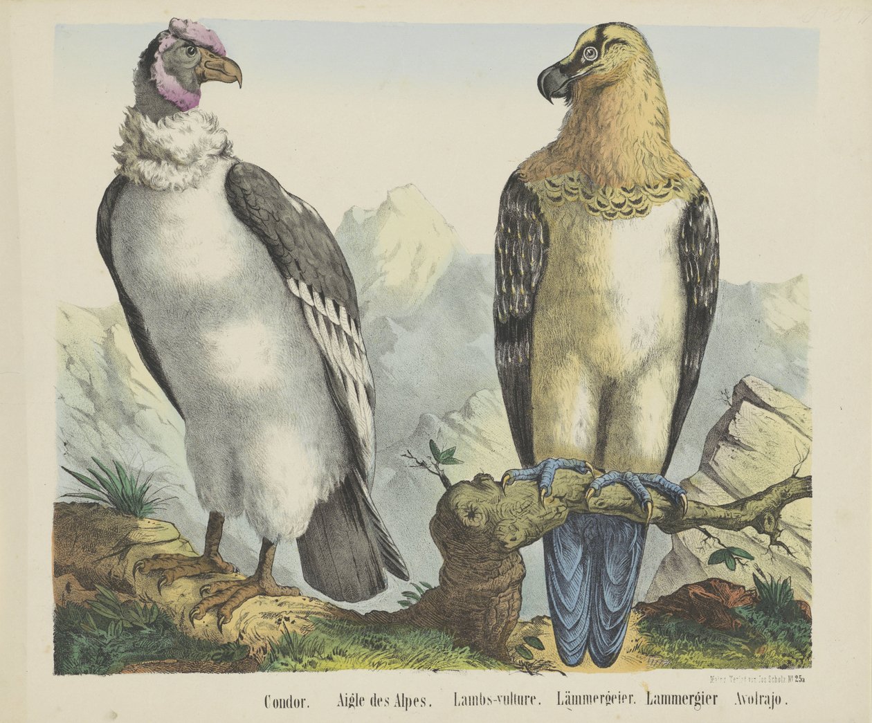 Condor. / Aigle des Alpes. / Lambs-vulture. / Lämmergeier. / Lammergier / Avolrajo door firma Joseph Scholz
