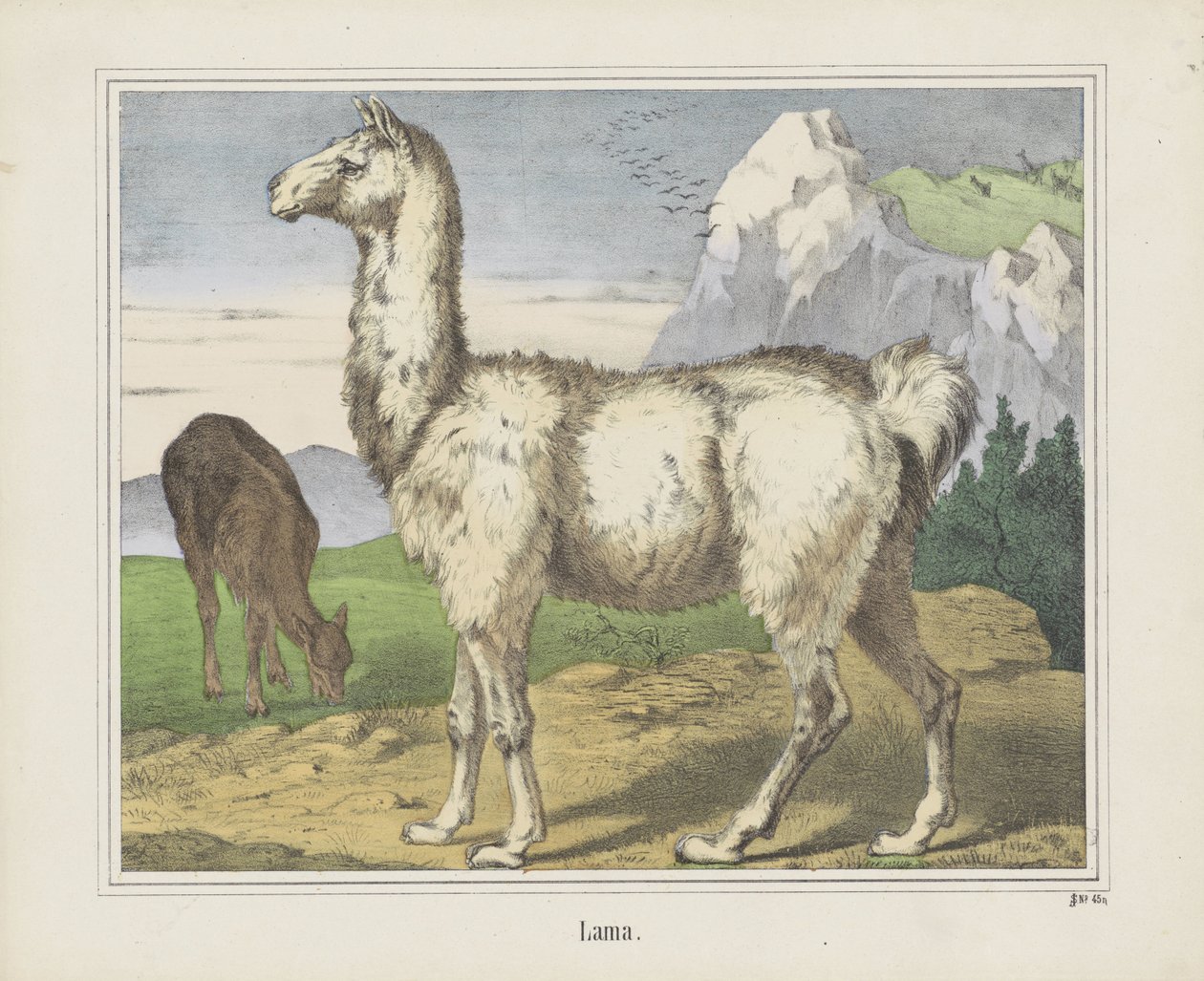 Lama door firma Joseph Scholz
