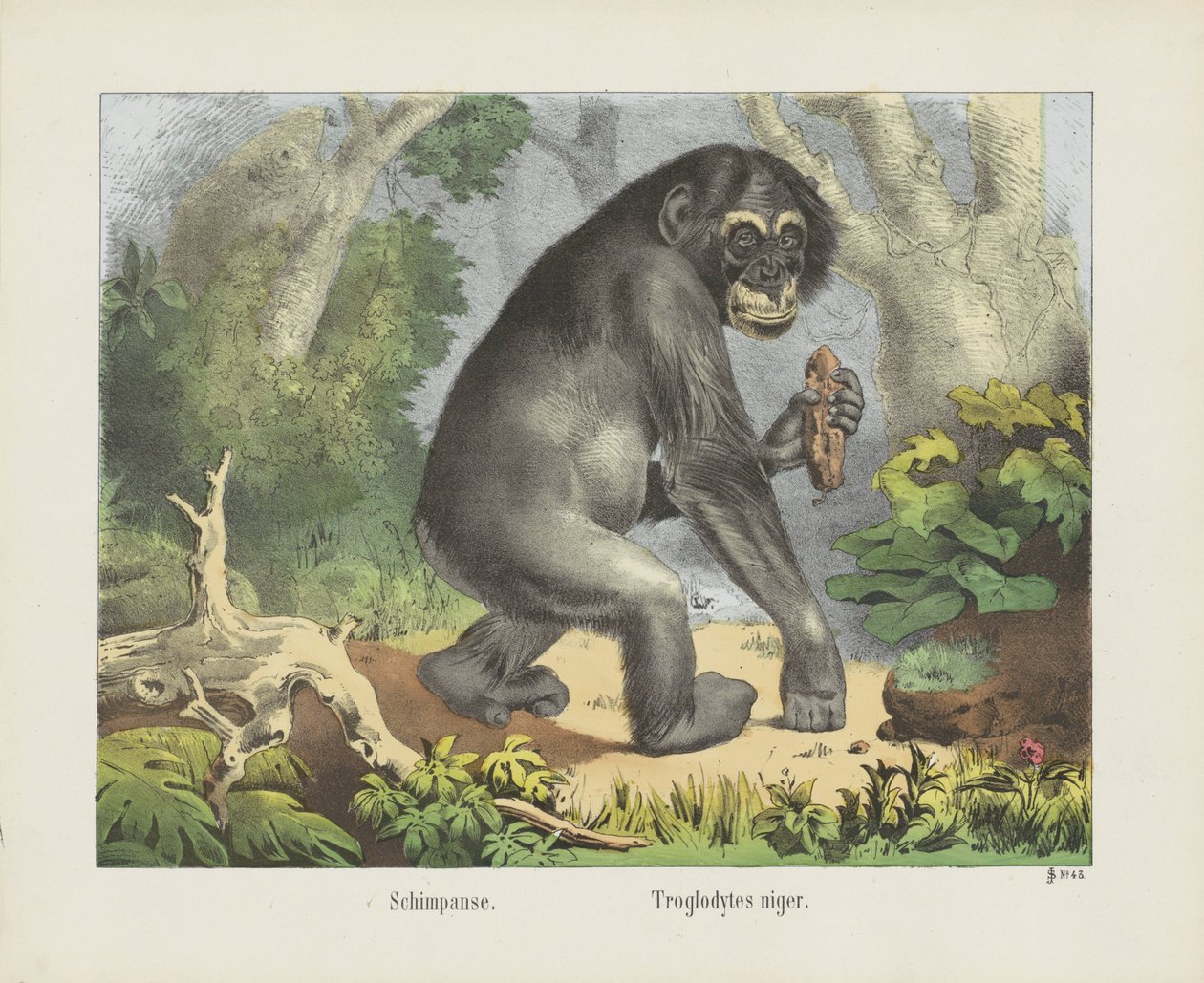 Schimpanse. / Troglodytes niger door firma Joseph Scholz