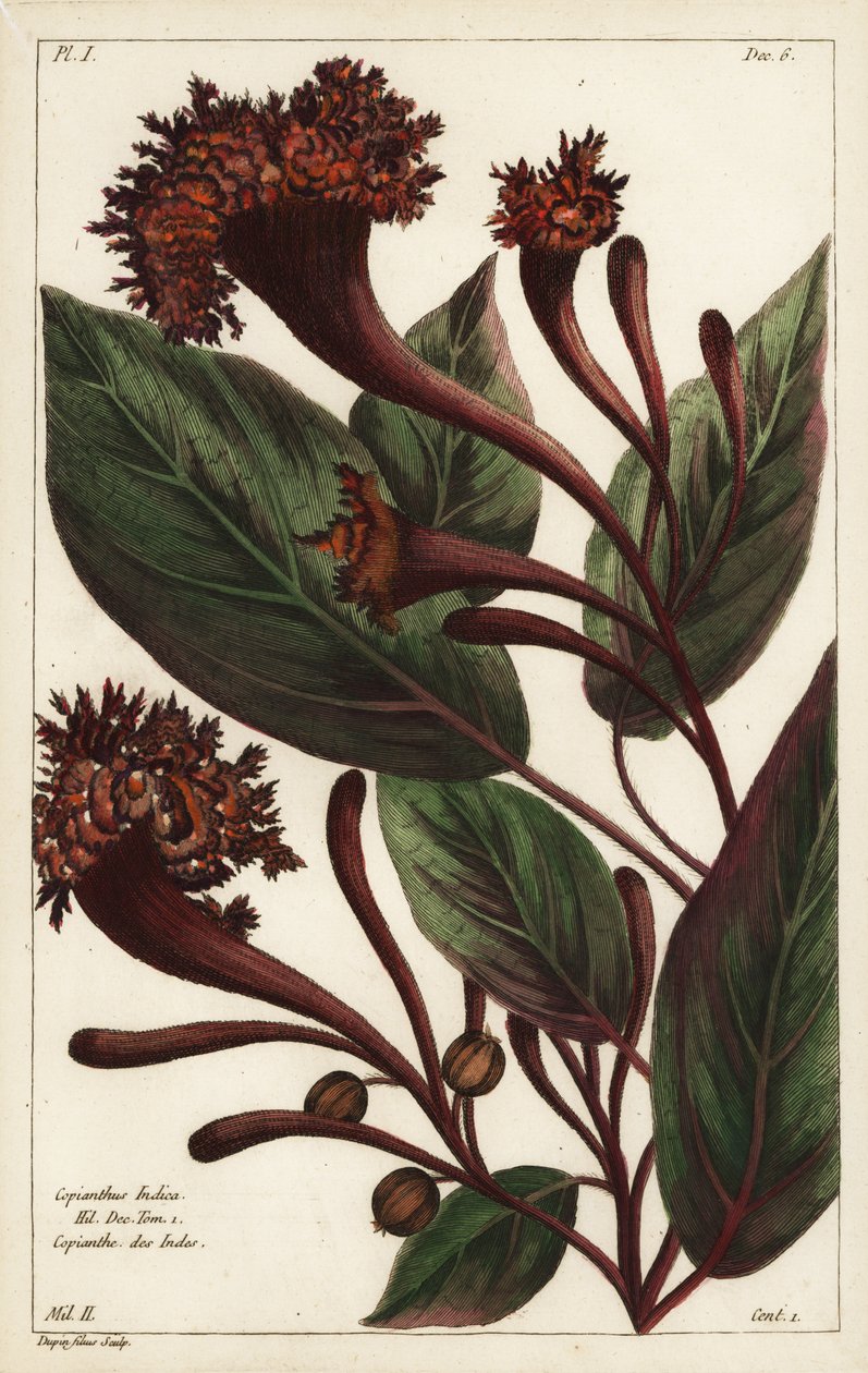 Cornucopische struik, Copianthus indica, Hil door the Younger Dupin