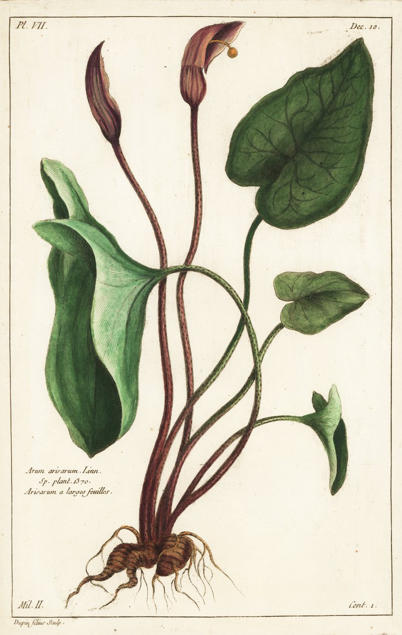 Monnikskap of larus, Arisarum vulgare door the Younger Dupin