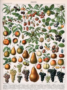 Illustratie van fruitsoorten, ca. 1905-10 (kleur litho) door (after) Alillot
