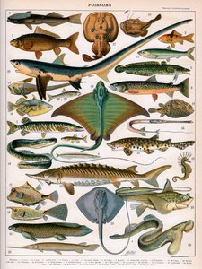 Illustratie van oceaanvissen, c.1905-10