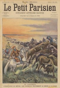 Migratie van Vee in de Camargue: een Kudde Stieren Zwemt over de Rivier de Rhône door (after) Carrey