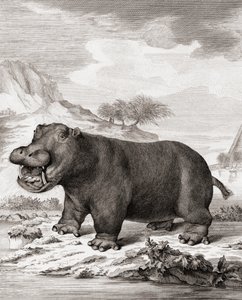 Een Nijlpaard (Hippopotamus amphibius) door (after) Dutch School