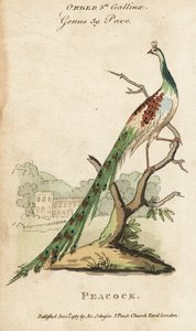 Indische pauw, Pavo cristatus door (after) English School