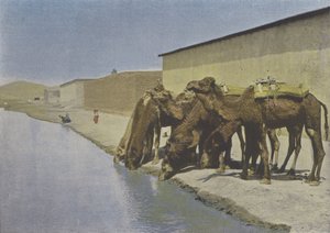 Kamelen aan de oever van de rivier
