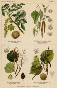 Juglans Regia, Betula Pendula, Alnus Glutinosa, Corylus Avellana door (after) German School