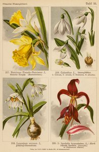 Narcissus Pseudo-Narcissus, Galanthus, Leucojum Vernum, Sprekelia Formosissima