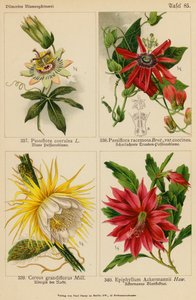 Passiflora Coerulea, Passiflora Racemosa, Cereus Grandiflorus, Epiphyllum Ackermannii door (after) German School
