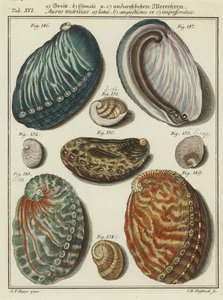 Schelpen