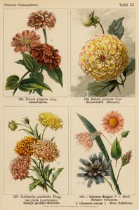 Zinnia Elegans, Dahlia Pinnata, Gaillardia Pulchella, Helipterum Manglesii, Catananche Coerulea door (after) German School