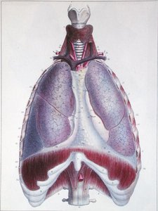 Anatomie van de longen, uit 