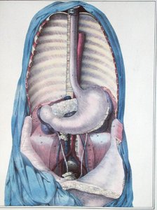 Anatomie van de slokdarm en de maag, uit 