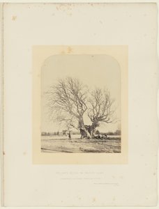Knotbeuk op het gazon van Smith door 14th Earl of Caithness James Sinclair