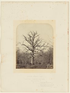 Eik van Queen Anne door 14th Earl of Caithness James Sinclair