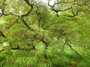 Groene Handen