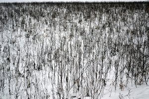 Januari door Alexandra Gertrud Maria Marx