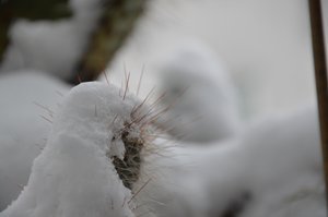 Cactussen in de winter door Detlef Georgi