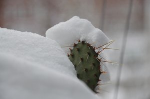 Cactussen in de winter II door Detlef Georgi
