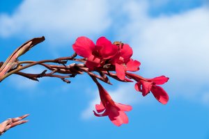 Vastgelegde rozen tegen een zachte, natuurlijke en artistieke achtergrond.