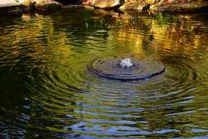Olieverfstijl: weerspiegeling in het water door Albert Mansour