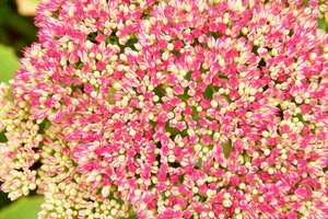 Olieverfstijl: bloemenkunst door Albert Mansour