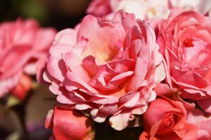 Olieverfschilderijen in bloemenstijl door Albert Mansour