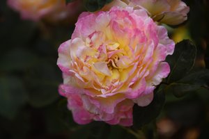 Bloemenkunst in olieverfstijl door Albert Mansour