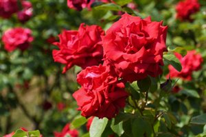 Olieverfschilderijen in bloemenstijl door Albert Mansour
