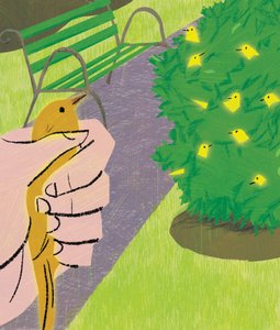 Een Vogel in de Hand...