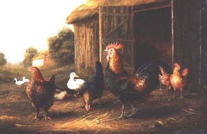 Kippen en eenden in een boerenerf