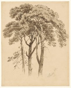 Studie van drie dennen door Aaron Edwin Penley