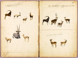 Antilopen, studiemap voor boek Concealing Coloration in the Animal Kingdom door Abbott Handerson Thayer