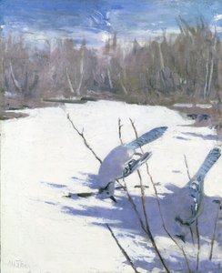 Blauwe Gaaien in de Winter, studie voor boek Concealing Coloration in the Animal Kingdom door Abbott Handerson Thayer