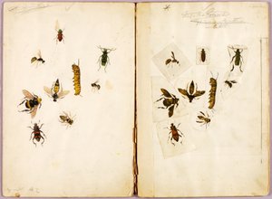 Insecten - ingekleurd, studiemap voor het boek Concealing Coloration in the Animal Kingdom door Abbott Handerson Thayer