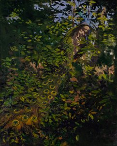 Pauw in het bos, studie voor het boek Concealing Coloration in the Animal Kingdom