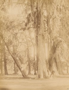 Mexico. Bos van Chapultepec, Bij van Mexico