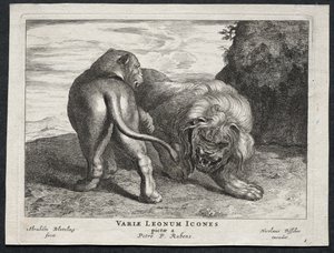 Verschillende Leeuwen