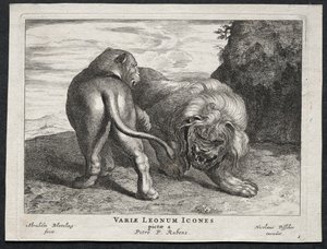 Verschillende Leeuwen