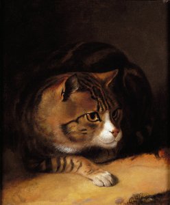 Een Cyperse Kat