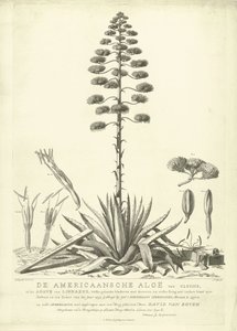 Bloeiende Amerikaanse Aloë, 1757 door Abraham Delfos