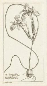 Iris door Abraham Delfos
