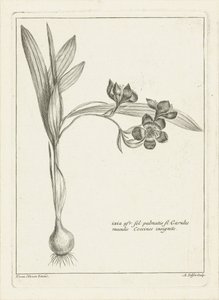 Ixia door Abraham Delfos