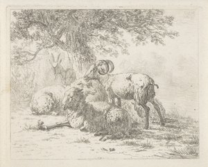 Schapen en een bok door Abraham Hendrik Winter