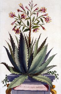 Aloe Serrata major umbellifera, uit 