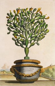 Opuntia Maior Augustifolia, uit Phytographia Curiosa, gepubliceerd 1702 door Abraham Munting