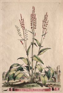 Phytographia Curiosa: Acetosa Vulgaris sive Rumex Canpferinus door Abraham Munting
