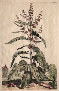 Phytographia Curiosa: Lapathum Longifolium Crispum door Abraham Munting